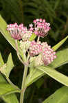 Swamp milkweed